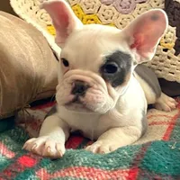 Marshmallow, a female English Bulldog and French Bulldog for sale in Minerva, OH – Photo 1 of 8