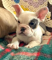 Marshmallow, a female English Bulldog and French Bulldog for sale in Minerva, OH – Photo 1 of 4