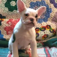 Marshmallow, a female English Bulldog and French Bulldog for sale in Minerva, OH – Photo 5 of 8
