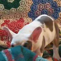 Marshmallow, a female English Bulldog and French Bulldog for sale in Minerva, OH – Photo 7 of 8