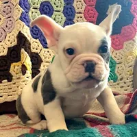 Marshmallow, a female English Bulldog and French Bulldog for sale in Minerva, OH – Photo 3 of 8
