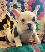 Marshmallow, a female English Bulldog and French Bulldog for sale in Minerva, OH – Photo 3 of 4