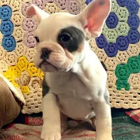 Marshmallow, a female English Bulldog and French Bulldog for sale in Minerva, OH – Photo 4 of 8