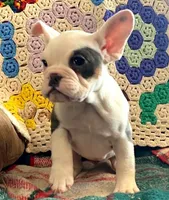 Marshmallow, a female English Bulldog and French Bulldog for sale in Minerva, OH – Photo 4 of 4