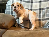 PORK CHOP, a male English Bulldog for sale in Minerva, OH – 5 of 10