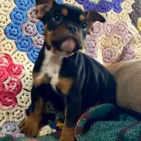 Rottie, a male English Bulldog and French Bulldog for sale in Minerva, OH – Photo 1 of 8