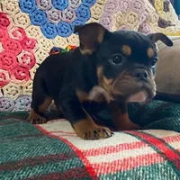 Rottie, a male English Bulldog and French Bulldog for sale in Minerva, OH – Photo 6 of 8