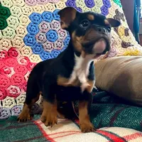 Rottie, a male English Bulldog and French Bulldog for sale in Minerva, OH – Photo 8 of 8