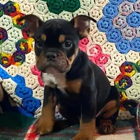 Rottie, a male English Bulldog and French Bulldog for sale in Minerva, OH – Photo 4 of 8