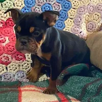 Rottie, a male English Bulldog and French Bulldog for sale in Minerva, OH – Photo 5 of 8