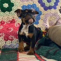 Rottie, a male English Bulldog and French Bulldog for sale in Minerva, OH – Photo 7 of 8