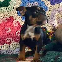 Rottie, a male English Bulldog and French Bulldog for sale in Minerva, OH – Photo 2 of 8
