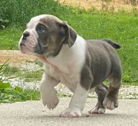 Goose, a male English Bulldog for sale in Minerva, OH – 5 of 8