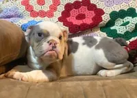 Big Al, a male English Bulldog for sale in Minerva, OH – 2 of 7