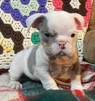 Big Al, a male English Bulldog for sale in Minerva, OH – Photo 5 of 8