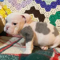 Big Al, a male English Bulldog for sale in Minerva, OH – Photo 3 of 8