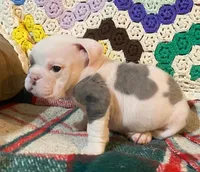 Big Al, a male English Bulldog for sale in Minerva, OH – Photo 3 of 8