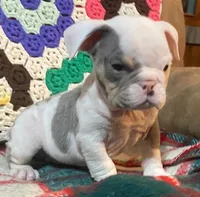 Big Al, a male English Bulldog for sale in Minerva, OH – Photo 2 of 8