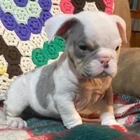 Big Al, a male English Bulldog for sale in Minerva, OH – Photo 1 of 8