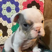 Big Al, a male English Bulldog for sale in Minerva, OH – Photo 8 of 8