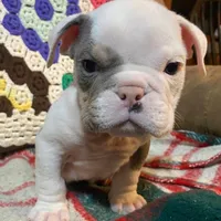 Big Al, a male English Bulldog for sale in Minerva, OH – Photo 6 of 8