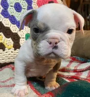 Big Al, a male English Bulldog for sale in Minerva, OH – Photo 6 of 8