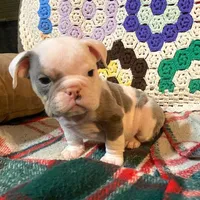 Big Al, a male English Bulldog for sale in Minerva, OH – Photo 7 of 8