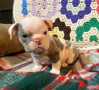 Big Al, a male English Bulldog for sale in Minerva, OH – Photo 7 of 8