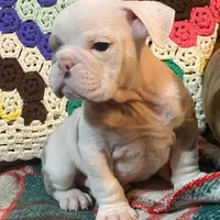 Big Al, a male English Bulldog for sale in Minerva, OH – Photo 4 of 8