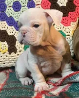 Big Al, a male English Bulldog for sale in Minerva, OH – Photo 4 of 8