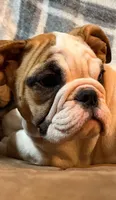 Caroline WOW, a female English Bulldog for sale in Minerva, OH – 7 of 10