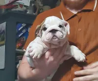 Hamburger, a male English Bulldog for sale in Minerva, OH – 4 of 7