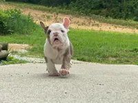 Sandy, a female English Bulldog for sale in Minerva, OH – 7 of 7