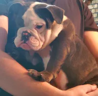 Violet, a female English Bulldog for sale in Minerva, OH – 2 of 2