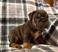 Stormy, a female English Bulldog for sale in Minerva, OH – 4 of 10