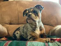 Tilly Merle, a female English Bulldog and French Bulldog for sale in Minerva, OH – Photo 2 of 7