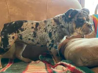 Tilly Merle, a female English Bulldog and French Bulldog for sale in Minerva, OH – Photo 5 of 7