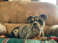 Tilly Merle, a female English Bulldog and French Bulldog for sale in Minerva, OH – Photo 4 of 7