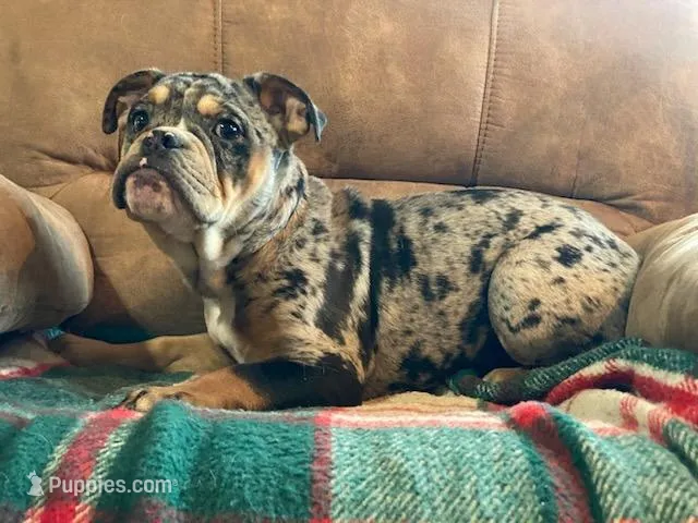 Tilly Merle – English Bulldog, French Bulldog puppy for sale in Minerva, OH