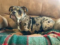 Tilly Merle, a female English Bulldog and French Bulldog for sale in Minerva, OH – Photo 1 of 7