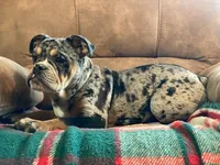 Tilly Merle, a female English Bulldog and French Bulldog for sale in Minerva, OH – Photo 6 of 7