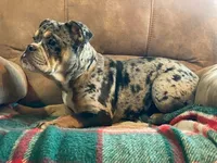 Tilly Merle, a female English Bulldog and French Bulldog for sale in Minerva, OH – Photo 3 of 7