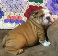 BRUISER, a male English Bulldog for sale in Minerva, OH – 8 of 8