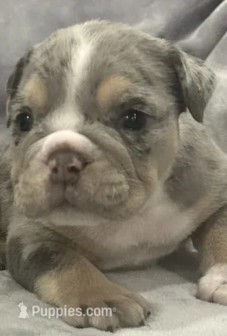Blue merle – English Bulldog puppy for sale in Minerva, OH