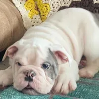 Thor, a male English Bulldog for sale in Minerva, OH – Photo 4 of 9