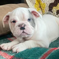 Thor, a male English Bulldog for sale in Minerva, OH – Photo 3 of 9