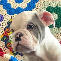 Thor, a male English Bulldog for sale in Minerva, OH – Photo 6 of 9