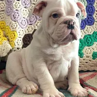 Thor, a male English Bulldog for sale in Minerva, OH – Photo 9 of 9