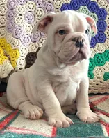 processed/c89a461f-9cf2-41b4-8a1a-70f40246d27d/listing/8a60c8d3-3d33-4b40-bb69-543faed1a436/6361147a-b23c-4e8c-a212-895714832121