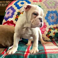 Thor, a male English Bulldog for sale in Minerva, OH – Photo 8 of 9